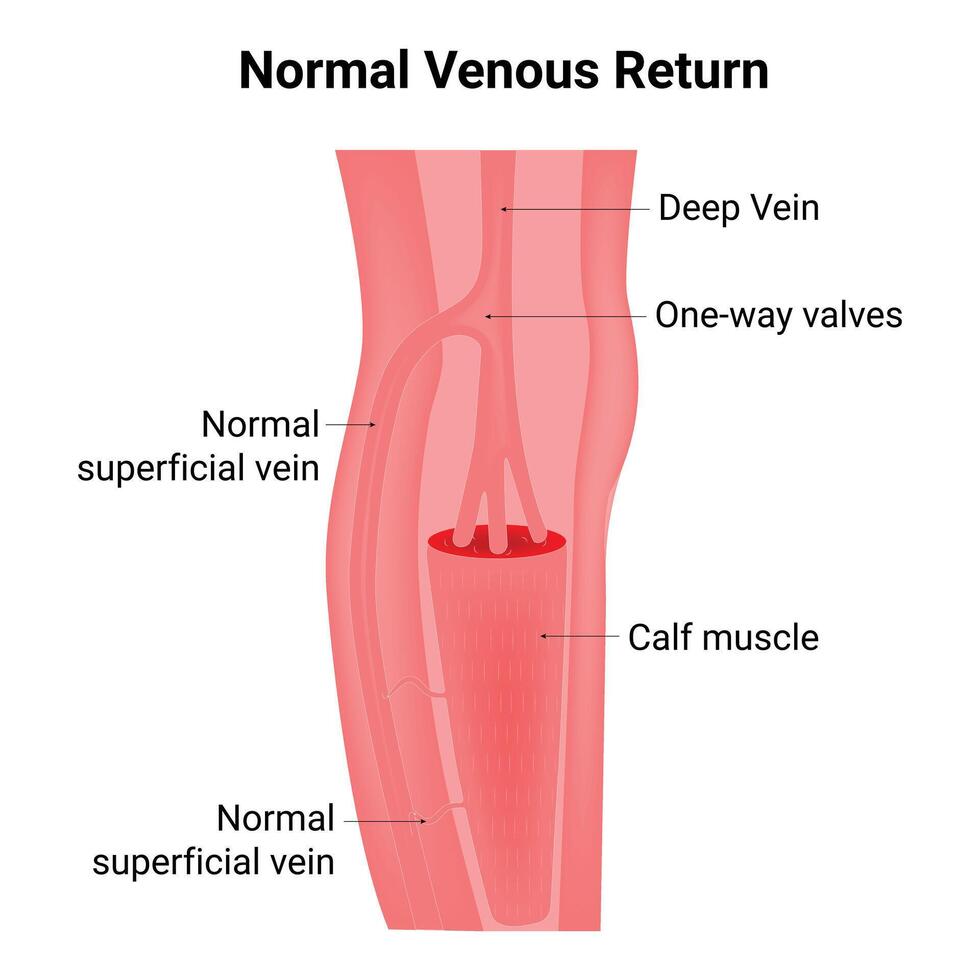 Normal Venous Return Science Design Vector Illustration Diagram