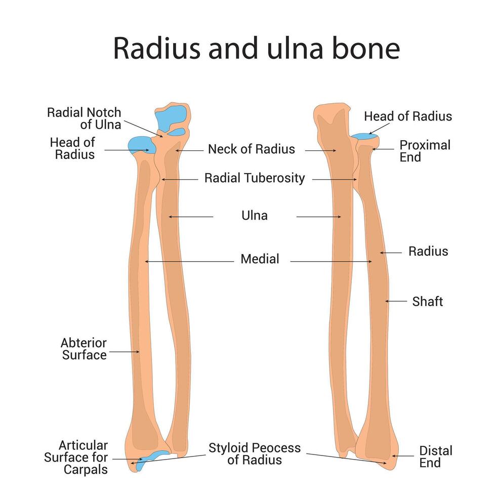 Radius and Ulna Bone Science Design Vector Illustration Diagram