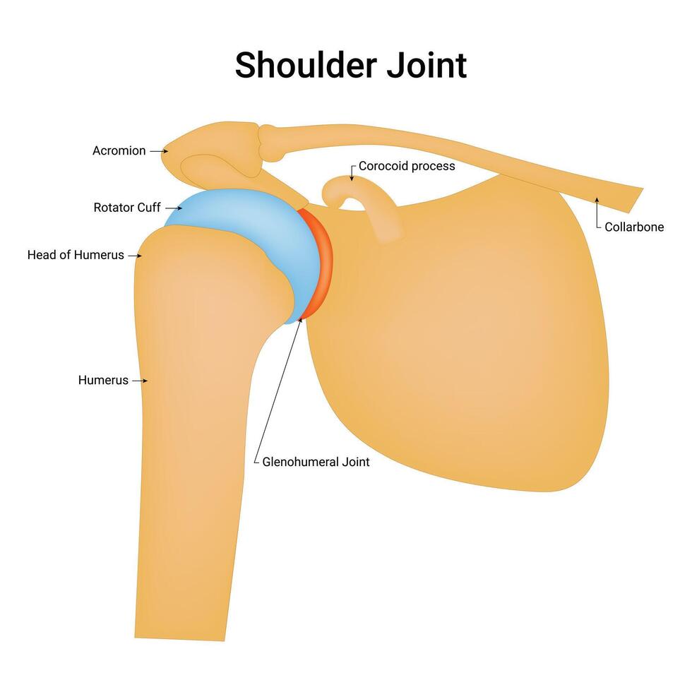 Shoulder Joint Science Design Vector Illustration Diagram
