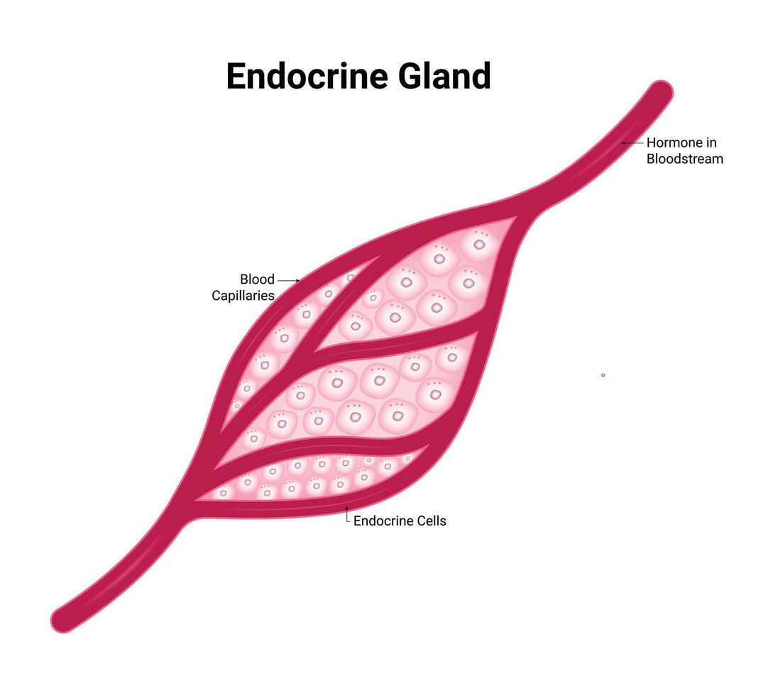 endocrino glándula Ciencias diseño vector ilustración diagrama