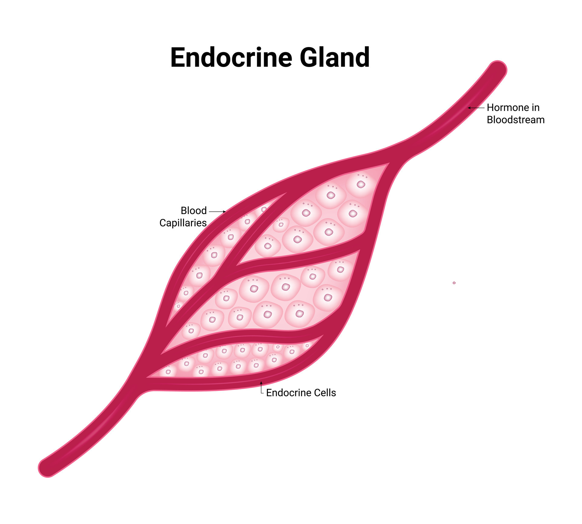 Endocrine Gland Science Design Vector Illustration Diagram 40983160 Biology Diagrams