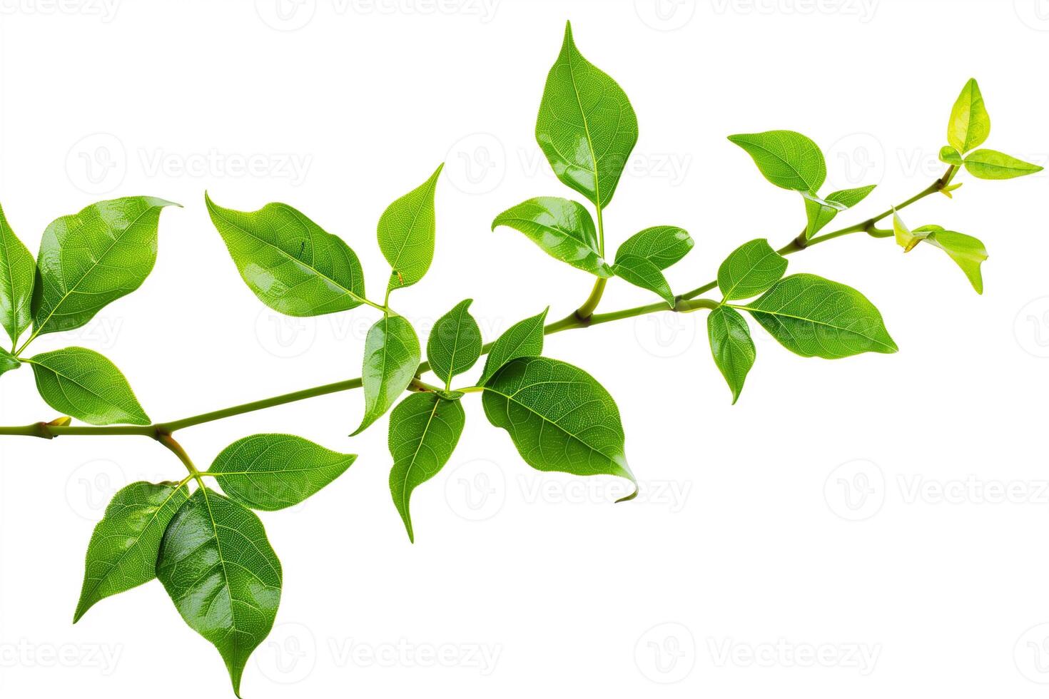 AI generated Fresh Spring Greenery Leaf Branch Isolated photo