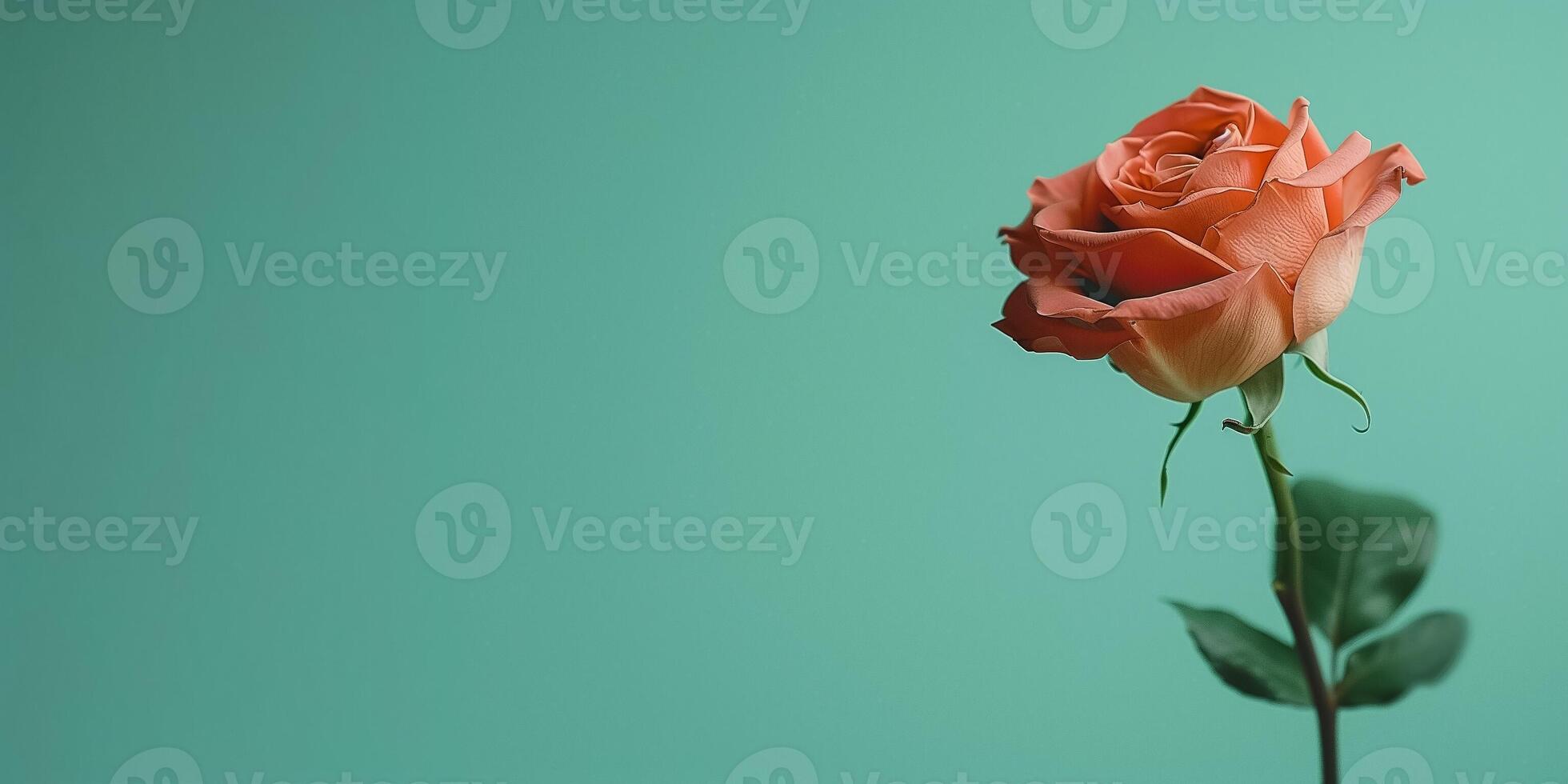AI generated Single peach rose with soft petals isolated on a pastel green background, perfect for themes of love, romance, and special celebrations like Mothers Day or Valentines Day photo