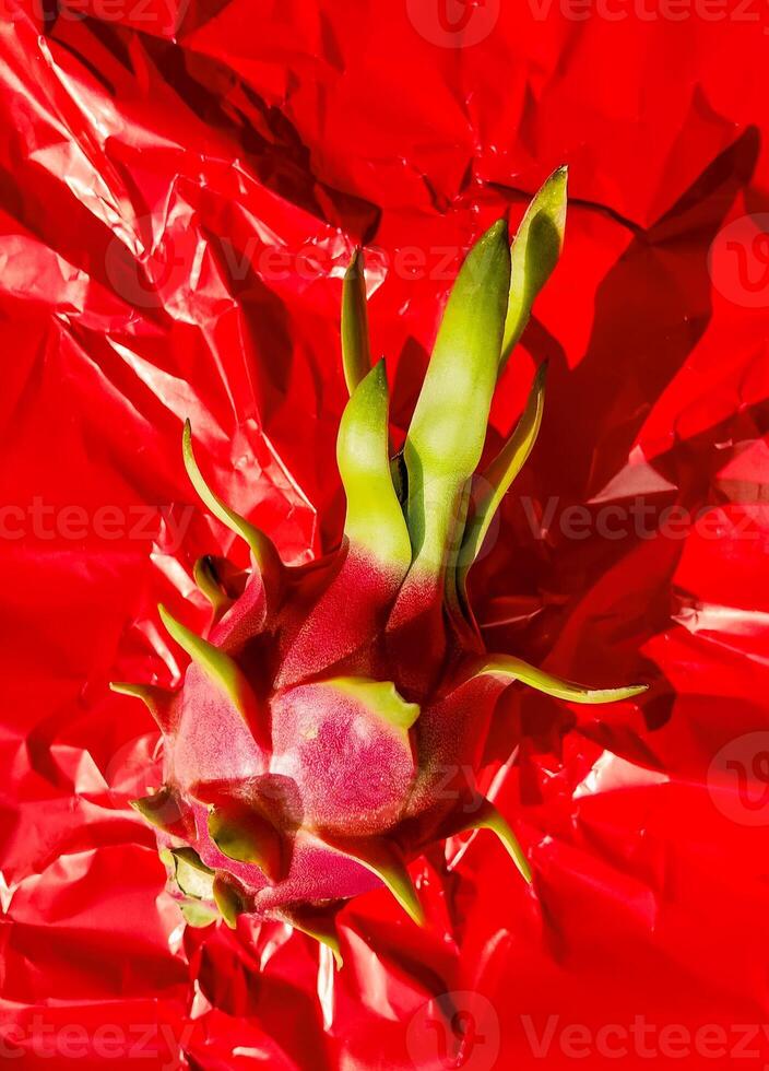 Exotic Red Dragon Fruit on Textured Metallic Background photo