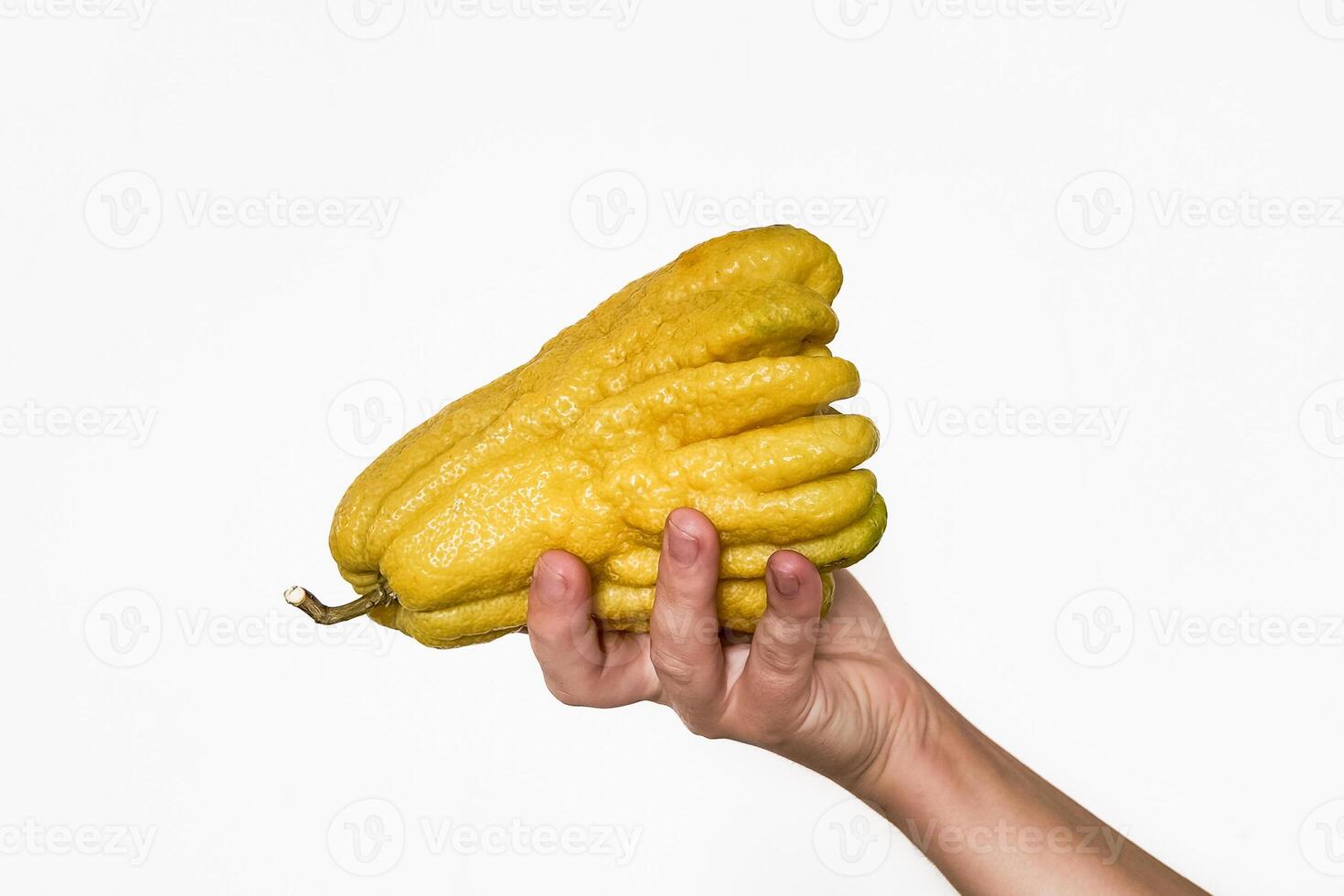 Hand Holding Buddhas Hand Citrus Isolated photo