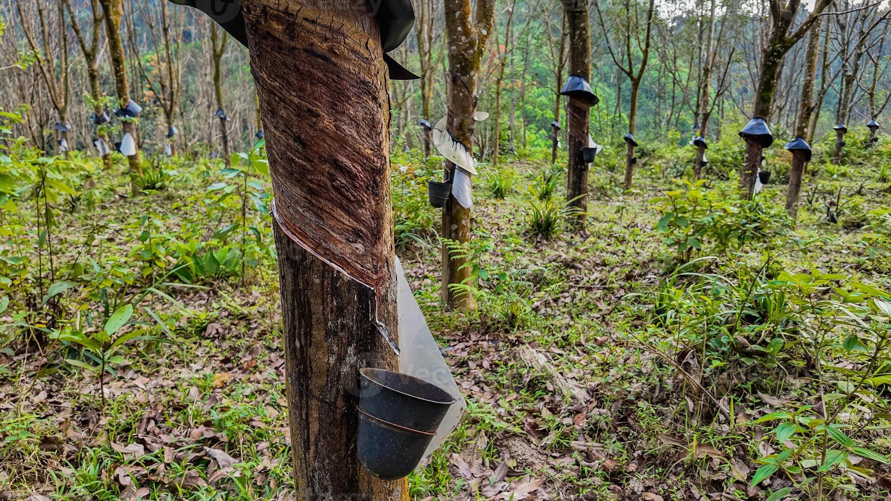 Sustainable Rubber Harvest in Tropical Plantation photo