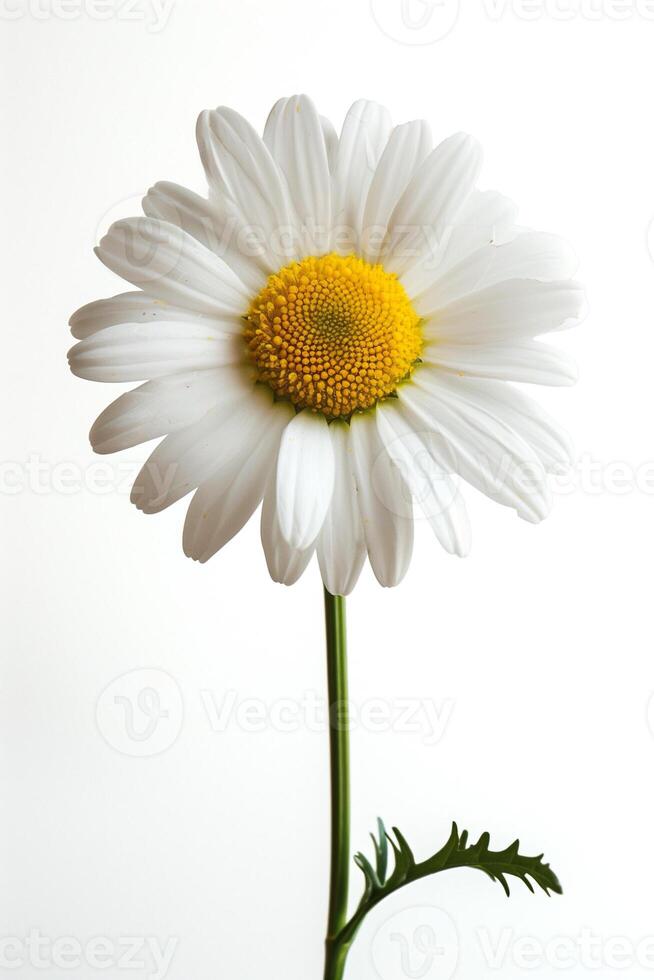 AI generated Single White Daisy Isolated on White  Spring Theme Copyspace photo