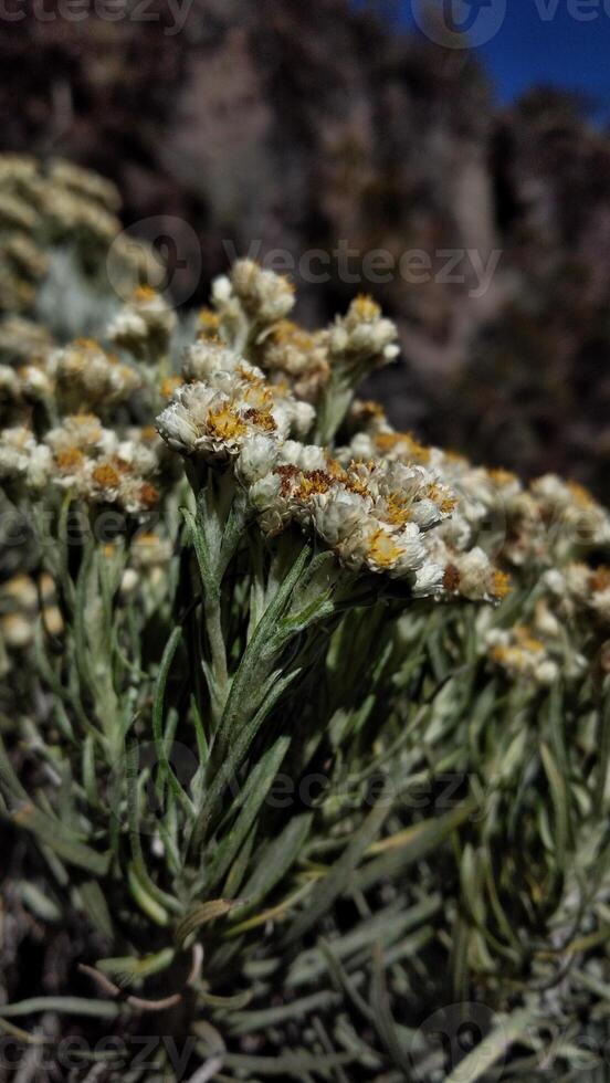 White flowers of Edelweiss Helichrysum arenarium in the mountain. photo