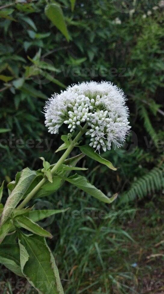 Flower of a burdock Allium giganteum photo