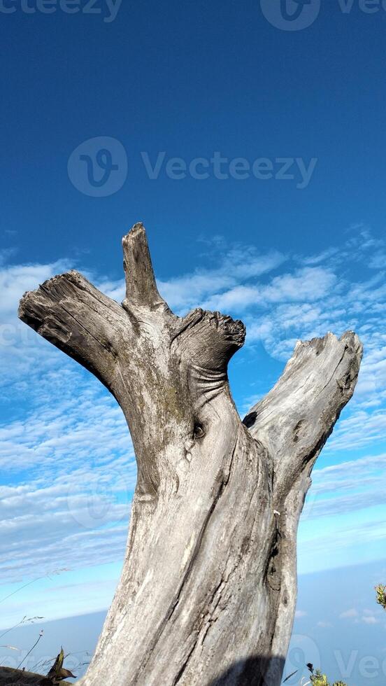 seco árbol maletero con azul cielo y blanco nubes en el antecedentes foto