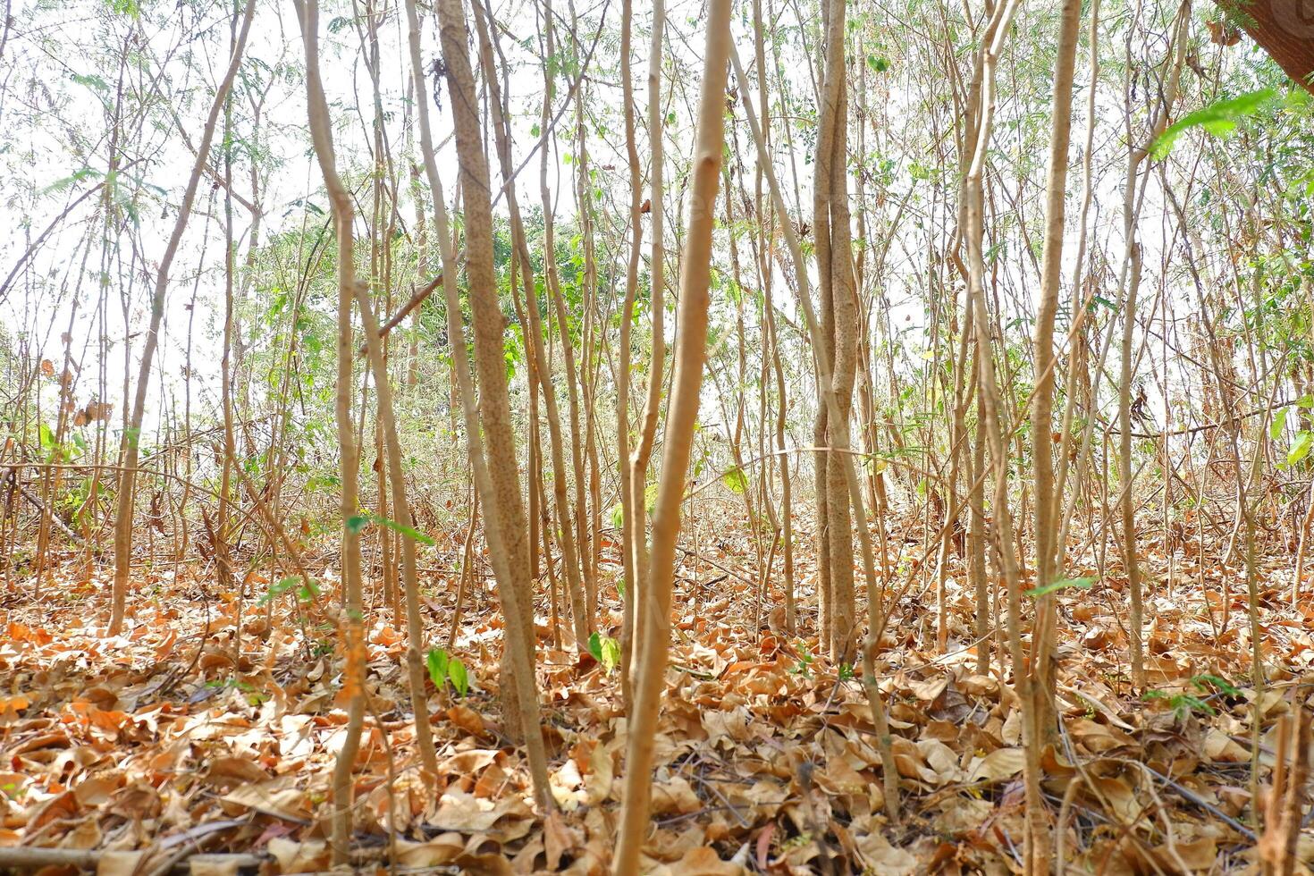 Rubber trees in the forest in the morning, photo
