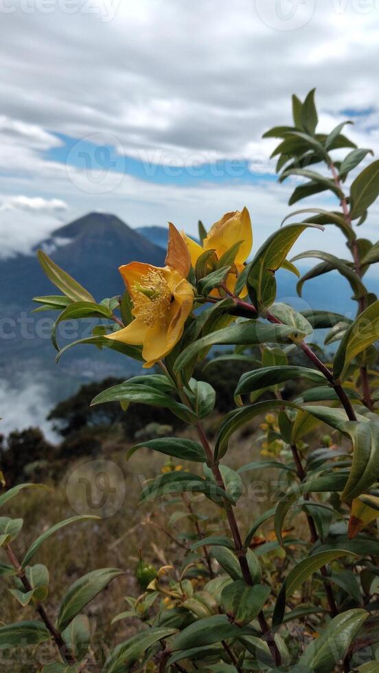 Yellow flower on the background of Mount photo