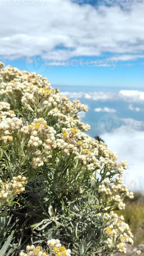 White flowers of Edelweiss Helichrysum arenarium in the mountain. photo