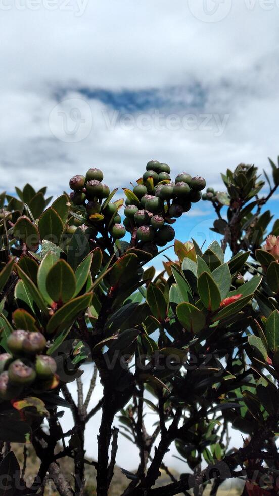 un de cerca Disparo de el frutas de un verde arbusto debajo el azul cielo foto