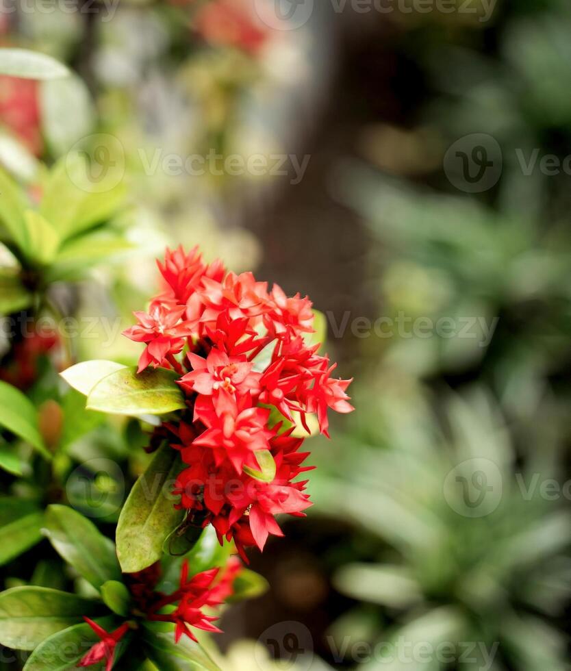 a group of beautiful red flowers, bright red, the flowers are many and small, surrounded by green leaves, everyone who sees them will smile because they are amazed. photo