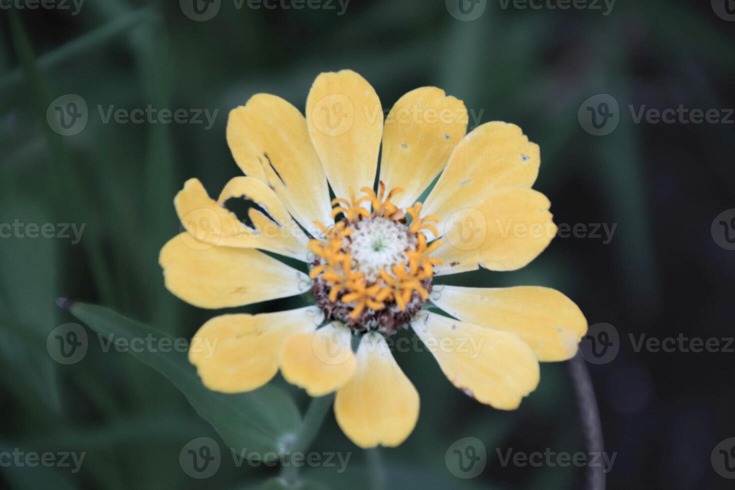 Flowers with yellow leaves and yellow crown on a background of green leaves. photo