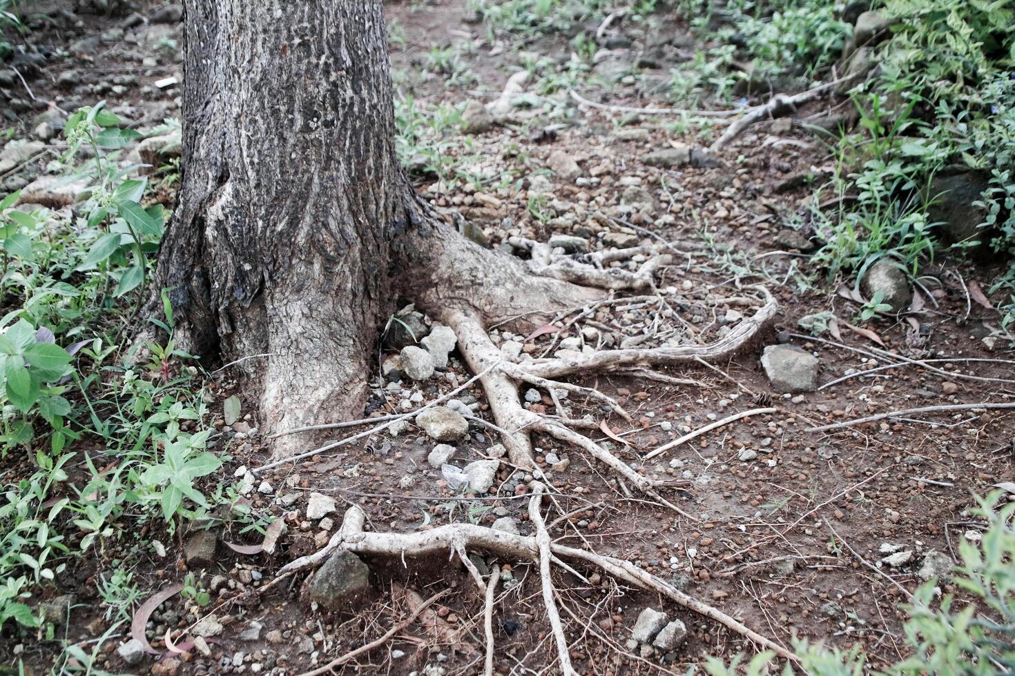 tree roots visible in a public park photo