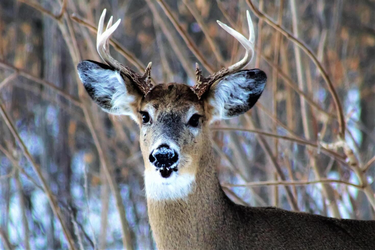 deer looking right at the camera in a winter forest photo