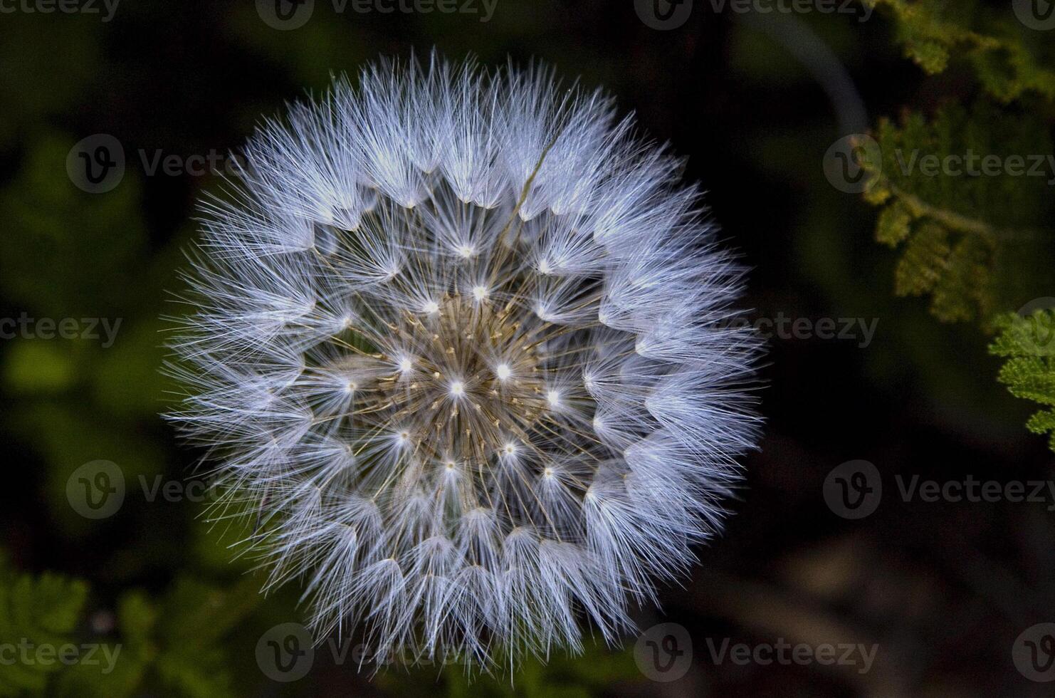 MOUNTAIN DANDELION In Bloom photo