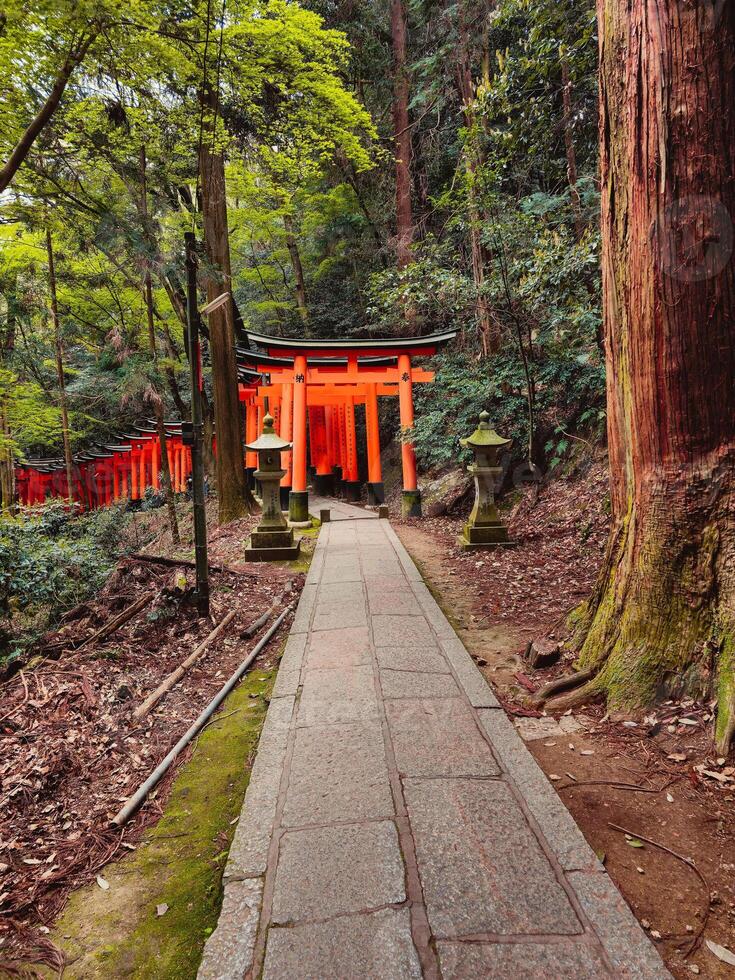 The Path For Meditation In Japan photo