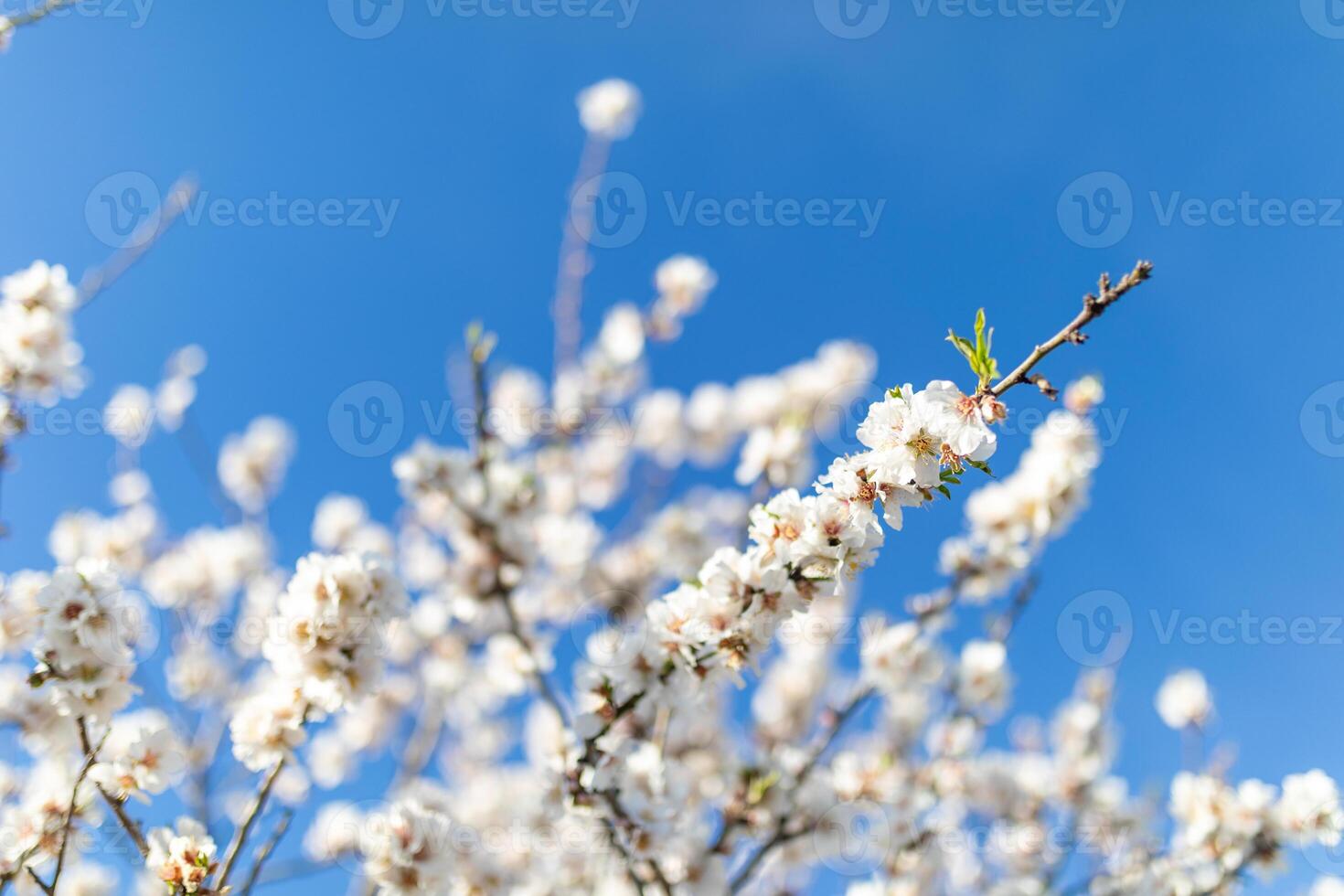 Sunlight Coming Down The Branches Of A White flowers photo