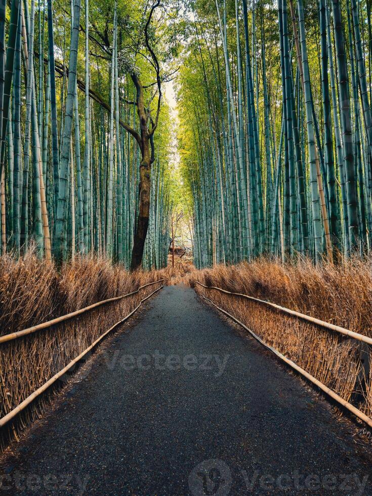 camino en el bambú bosque, Japón foto