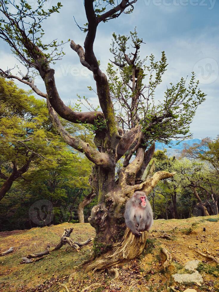 Calm Monkey Relaxing Under A Tree In Japan photo