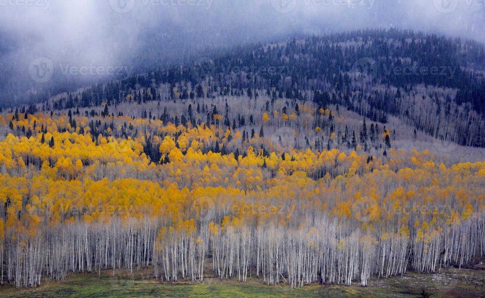 Colorado álamos en otoño foto