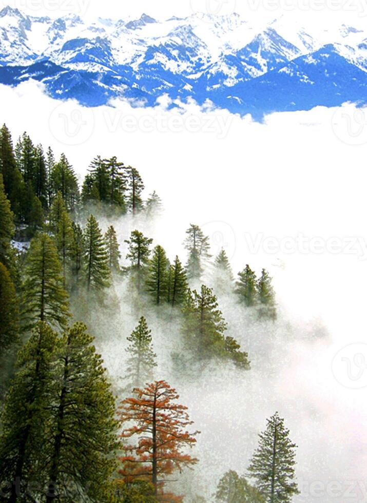 GIANT FOREST FROM MORO ROCK photo