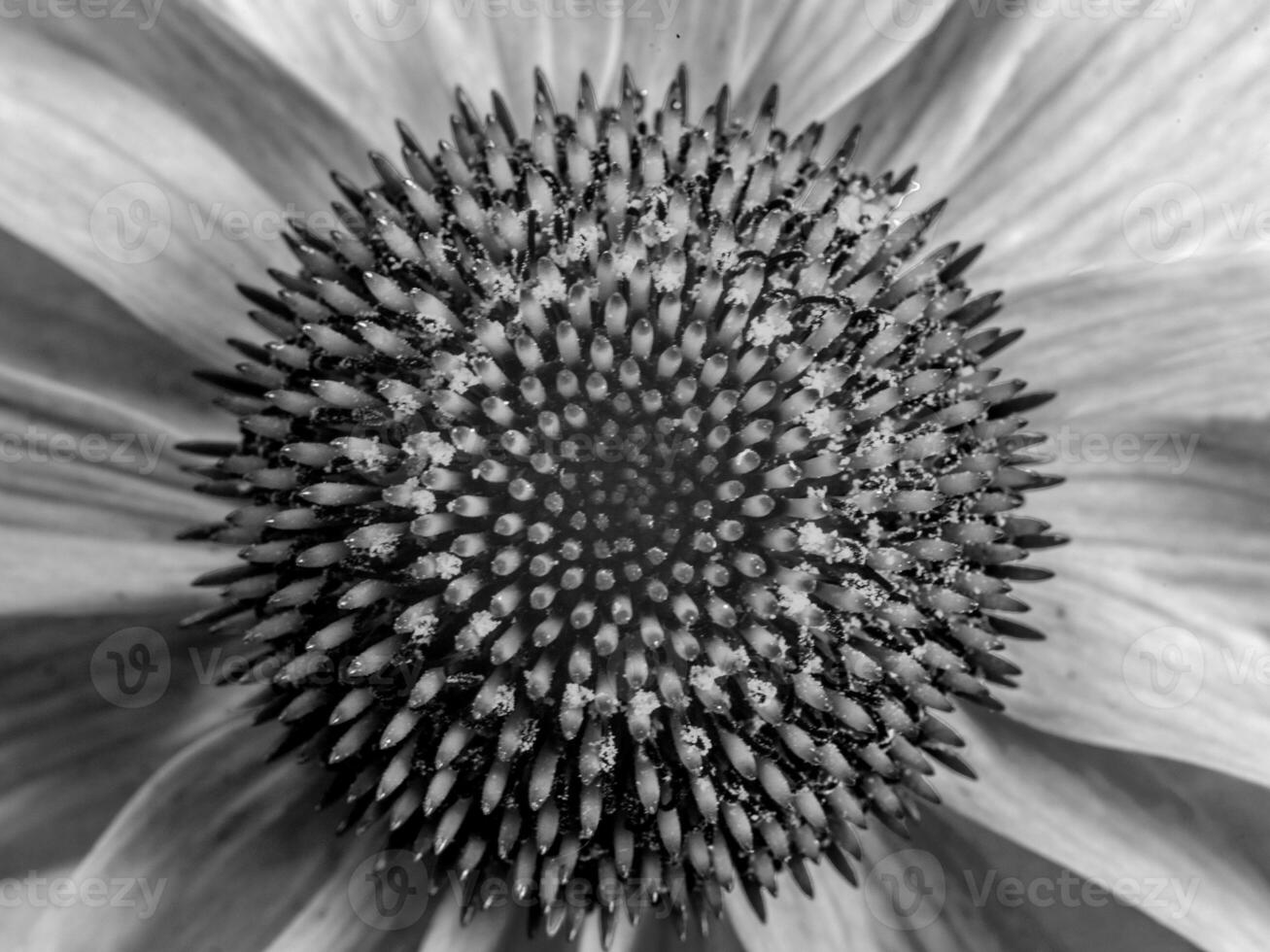 The Purple Coneflower photo