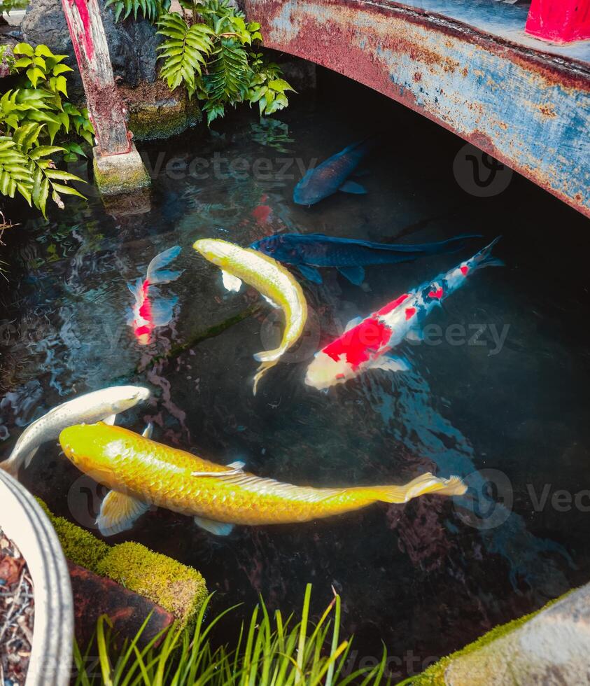 Colorful Fishes Under A Bridge In Japan photo