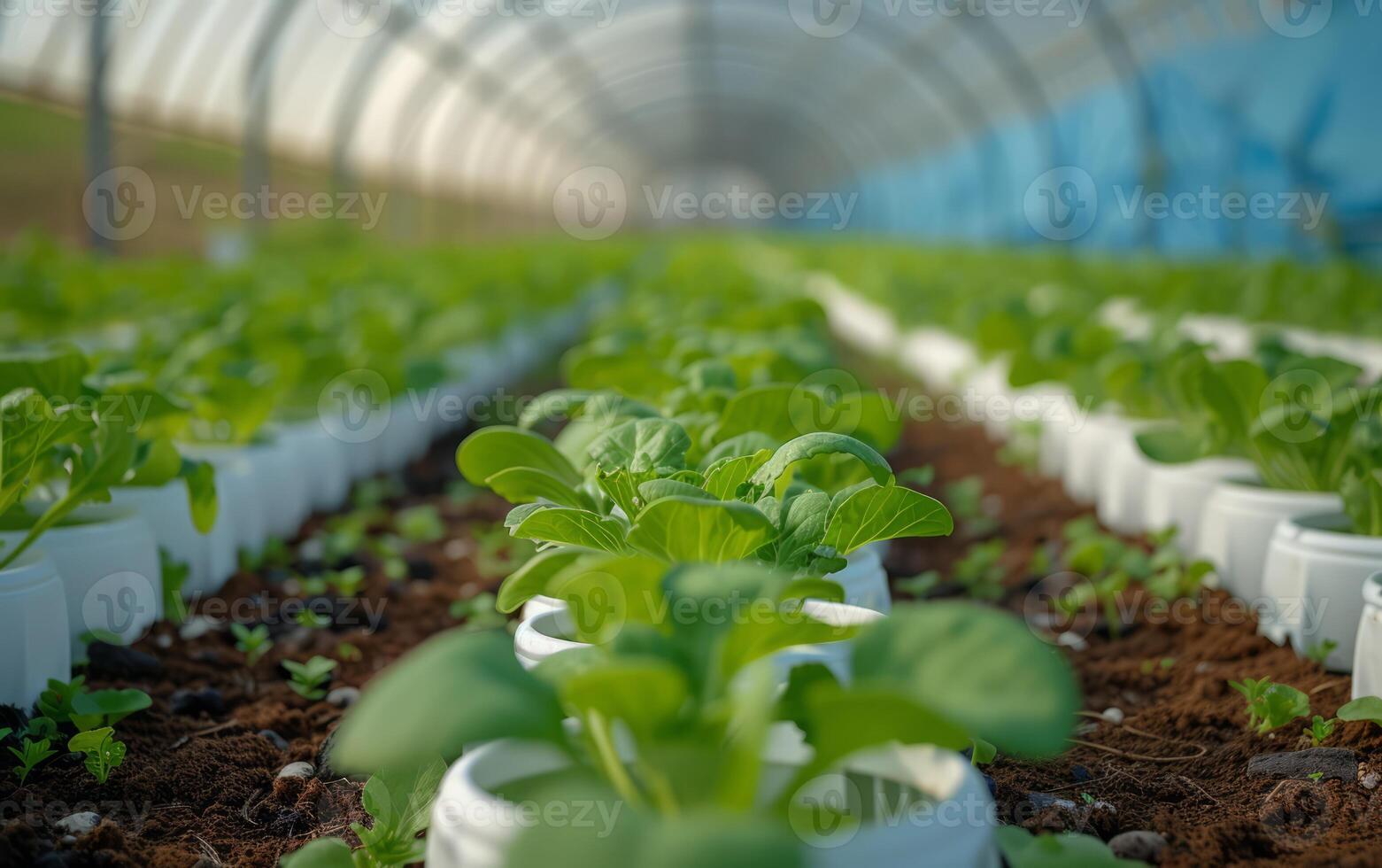 AI generated Fresh vegetable grow in a greenhouse photo