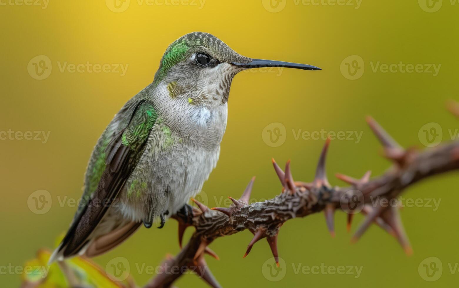 AI generated Hummingbird on a branch photo