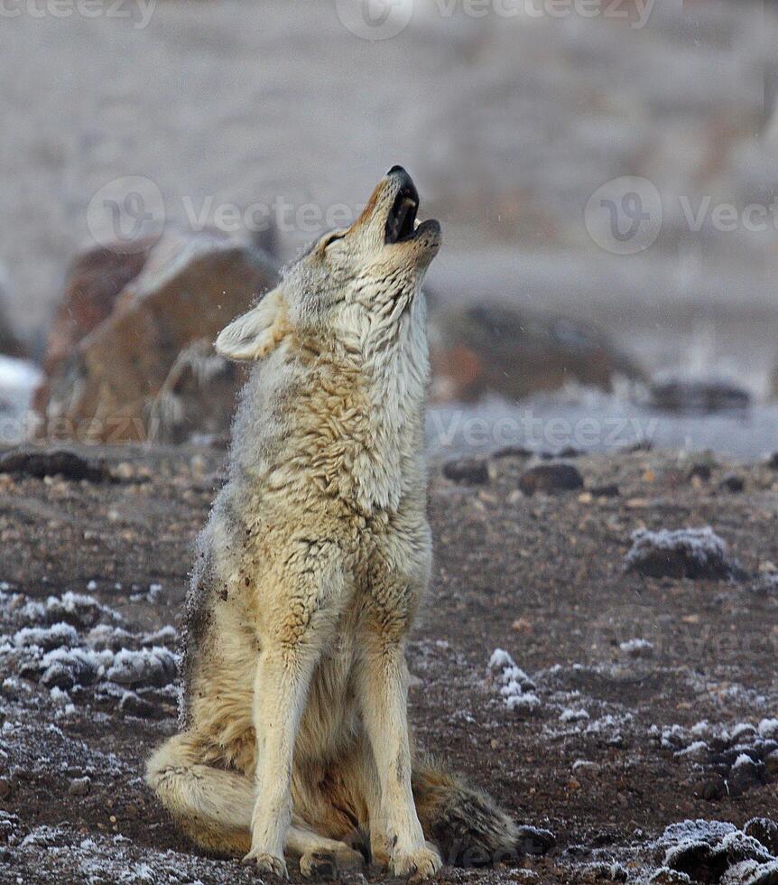 COYOTE HOWLING Yellowstone photo