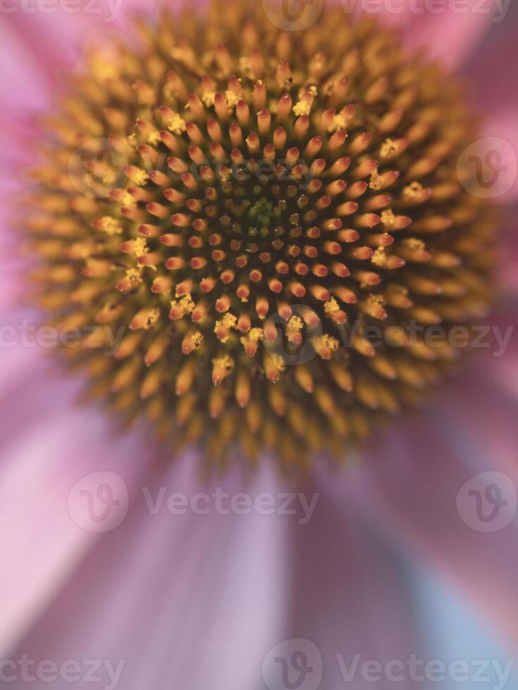 The Purple Coneflower photo