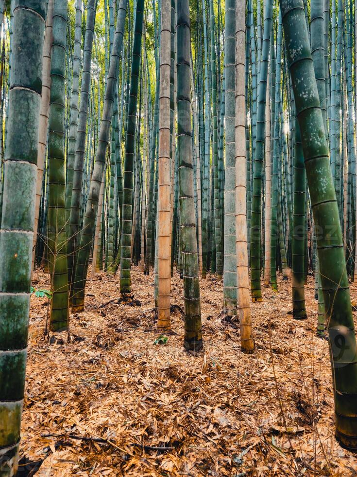 Bamboo Growing in Japan, Tokyo photo