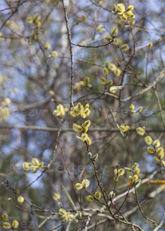 A branch of a blossoming willow tree against a blue spring sky. Fluffy yellow flowers on a brown twig. Macro shot. For a postcard. Vertical photo