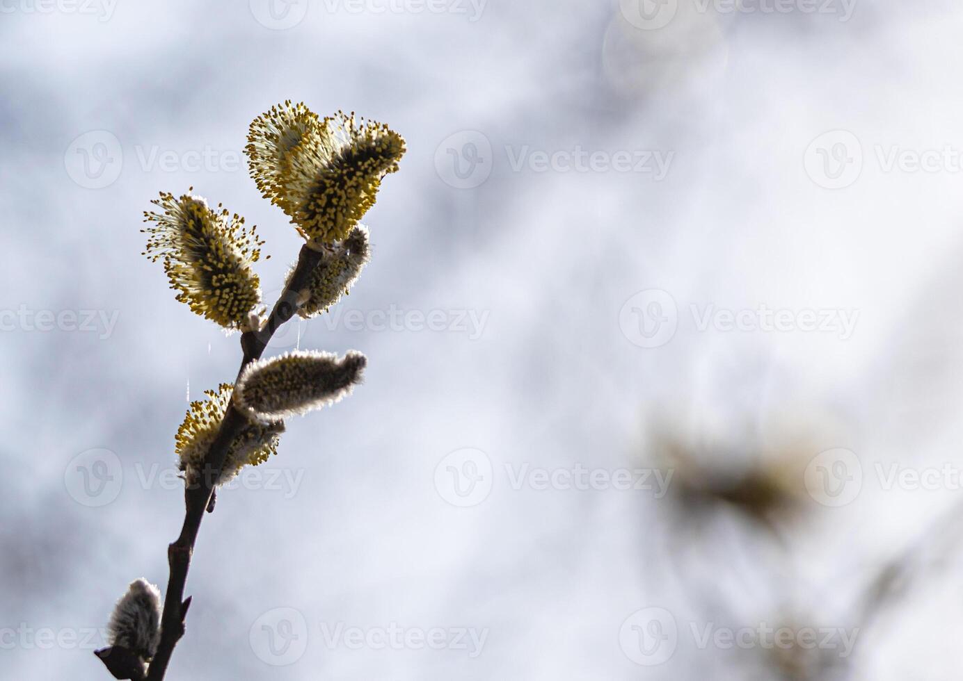 A branch of a flowering willow tree against a blue sky in spring. Fluffy yellow flowers on a brown twig. Macro shot. Horizontal photo