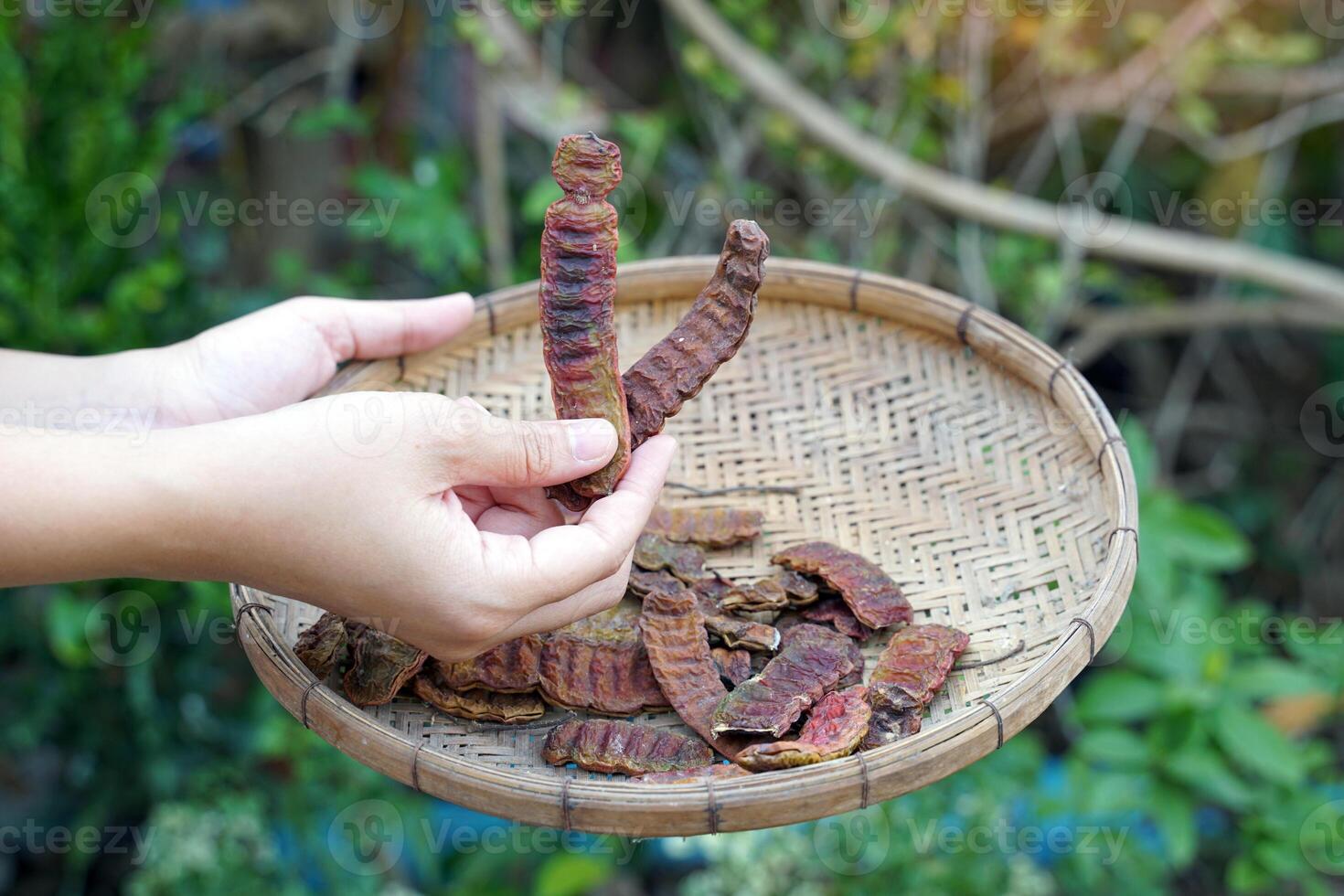 Hand picks the pods of Acacia concinna that are drying in a bamboo basket. It is a black-brown pod with a rough, wrinkled surface and wavy edges. It is a herbal plant. photo