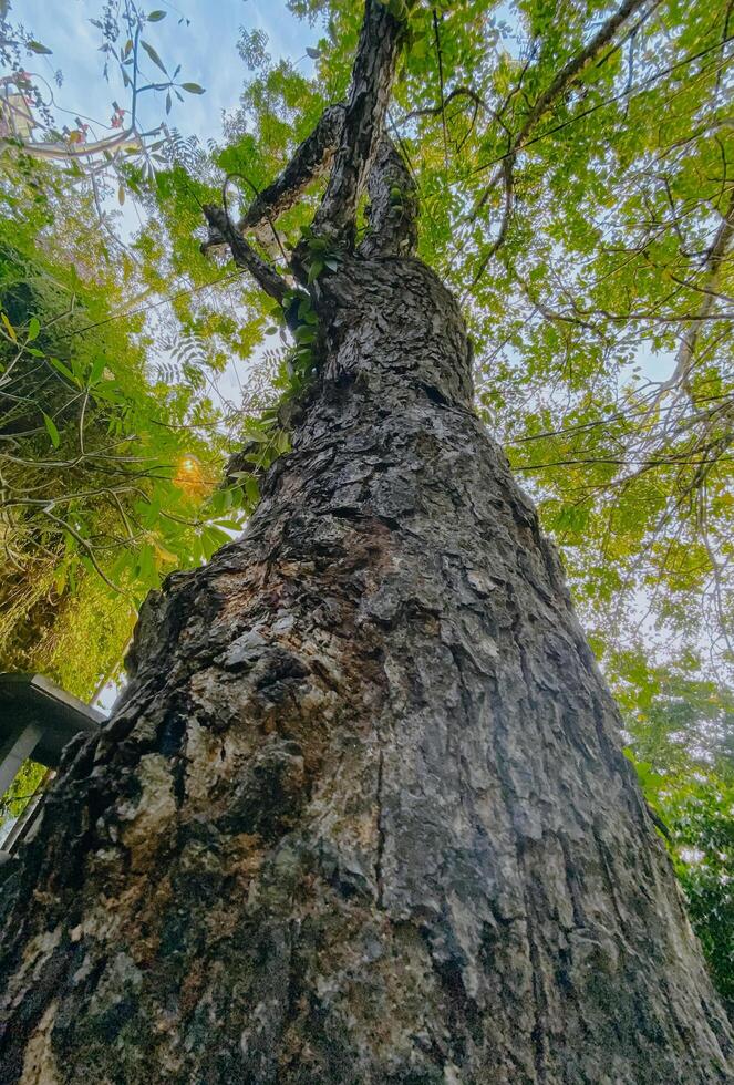 Low angle view. Big tree trunk show from shot from below. photo