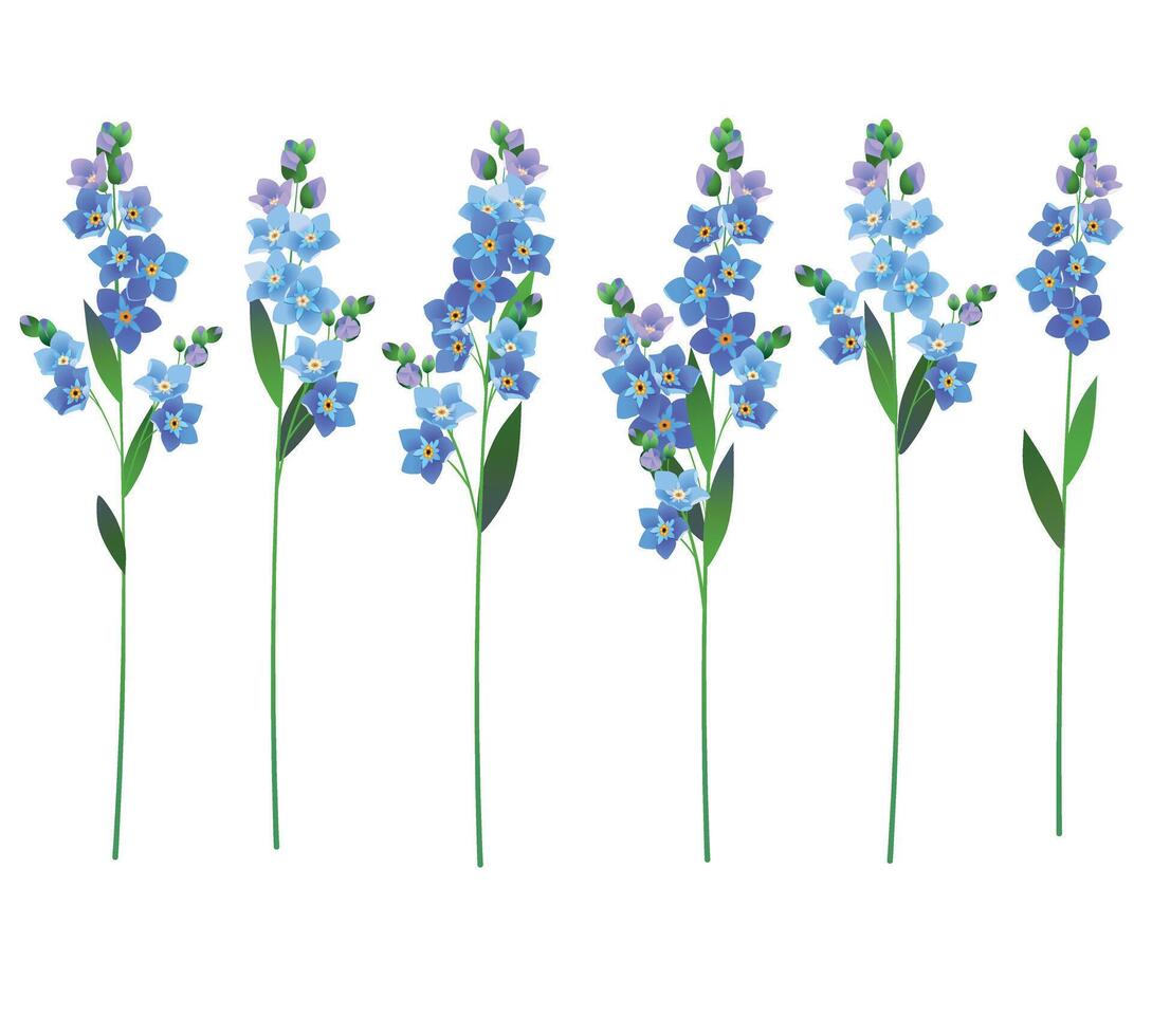 forget-me-not flowers branches for wedding design vector