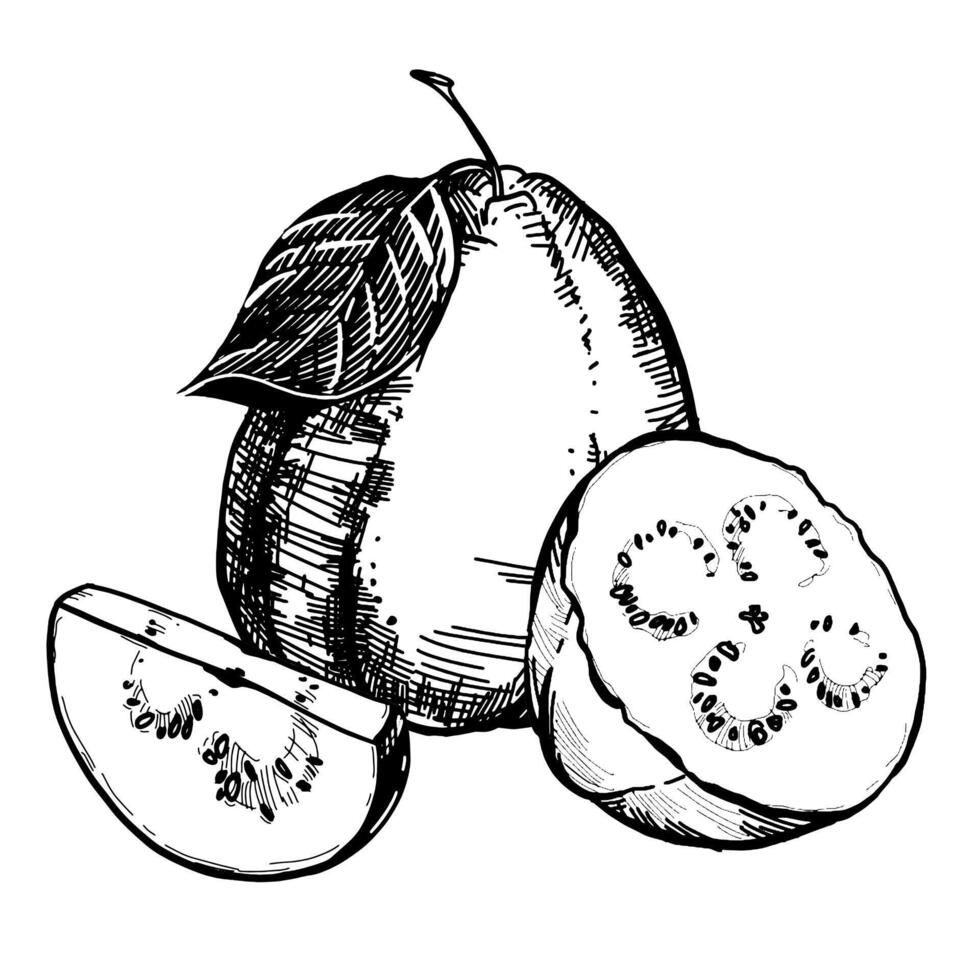 A hand-drawn black-and-white drawing of a whole guava fruit and slises. Vector illustration in graphic style. Elements for labels, postcards, stickers, menus, packaging. The effect of engraving.