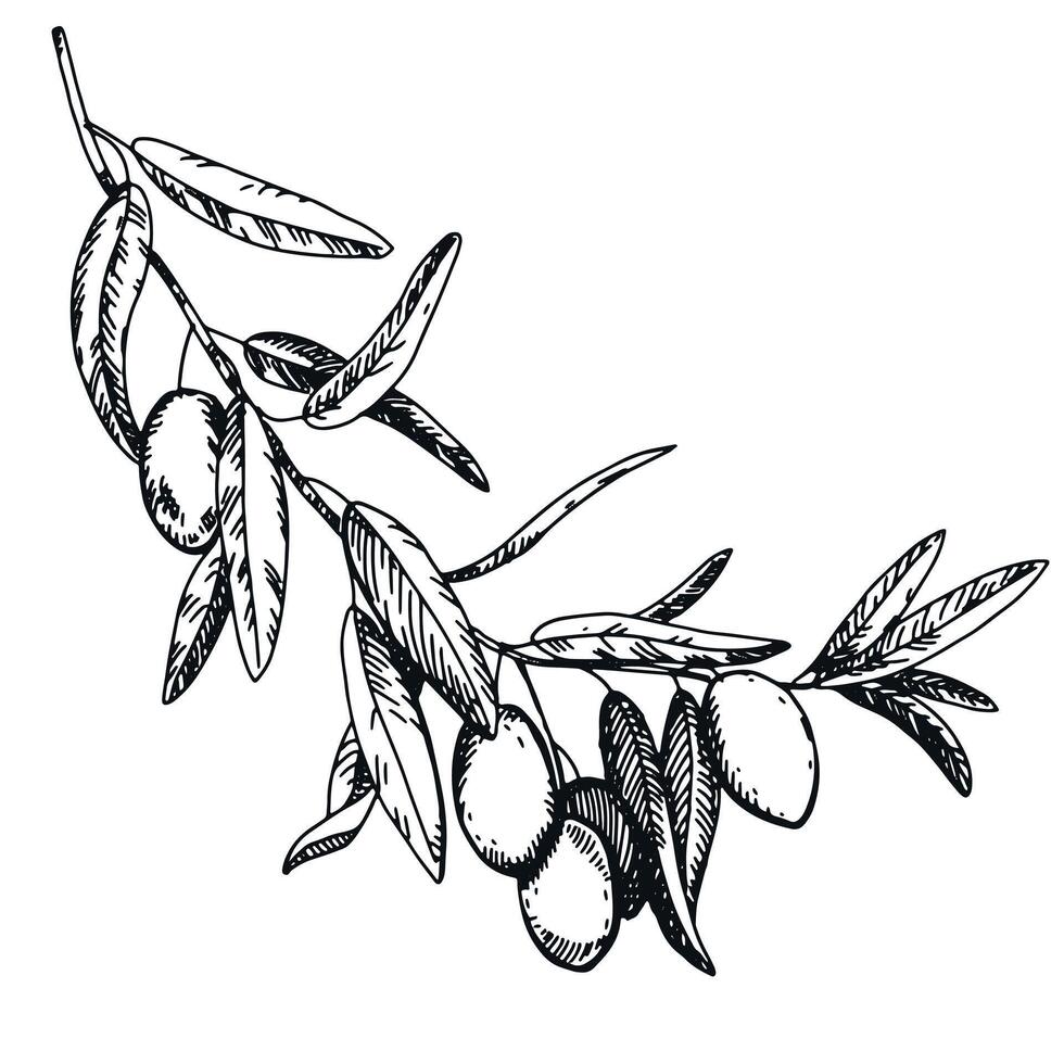 Olive branch with berries and leaves. Italian Cuisine. Peace symbol in engraving technique. Linear drawing in ink. Olive tree vector illustration.