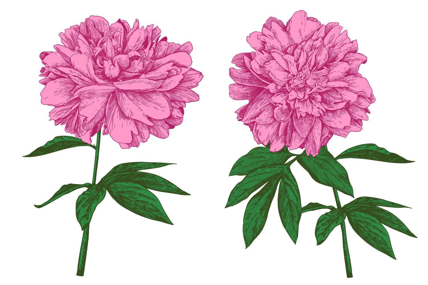 peonies flower line art on a white background vector