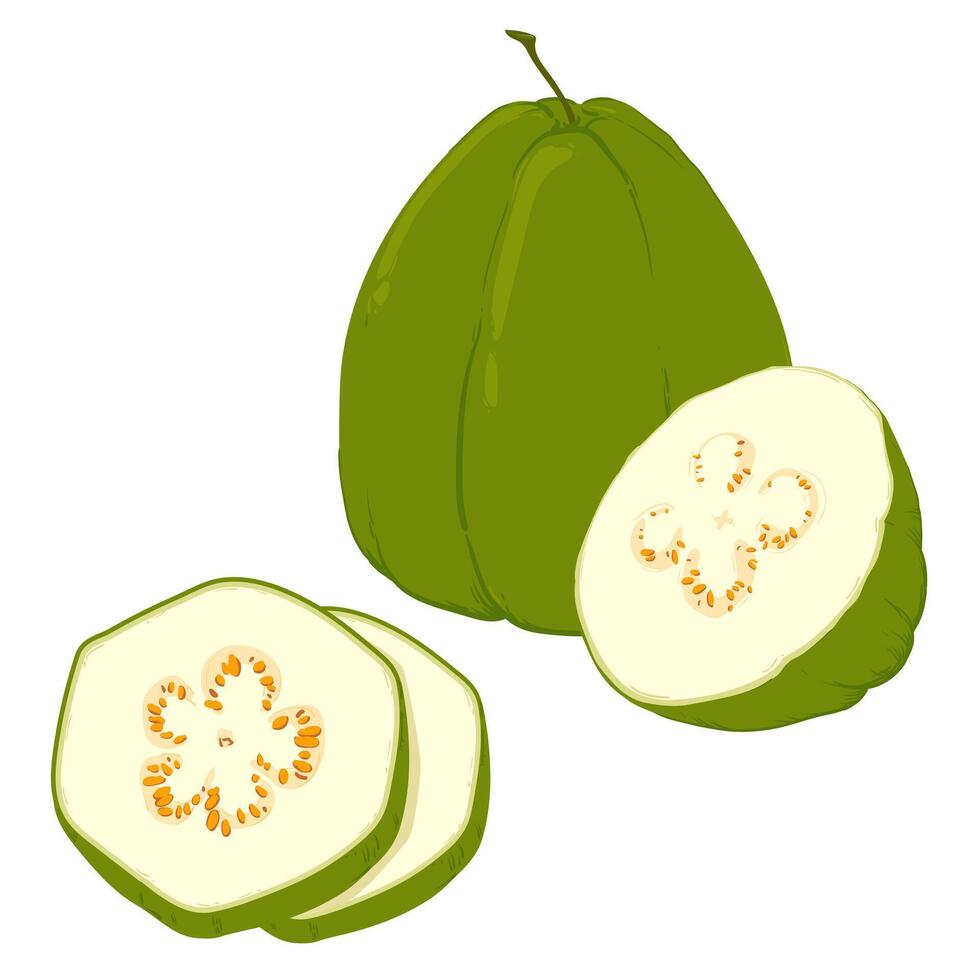 guayaba, vector ilustración de tropical verde frutas, todo y en partes. el carne es blanco, el piel es verde. un clipart destacado en un blanco antecedentes.