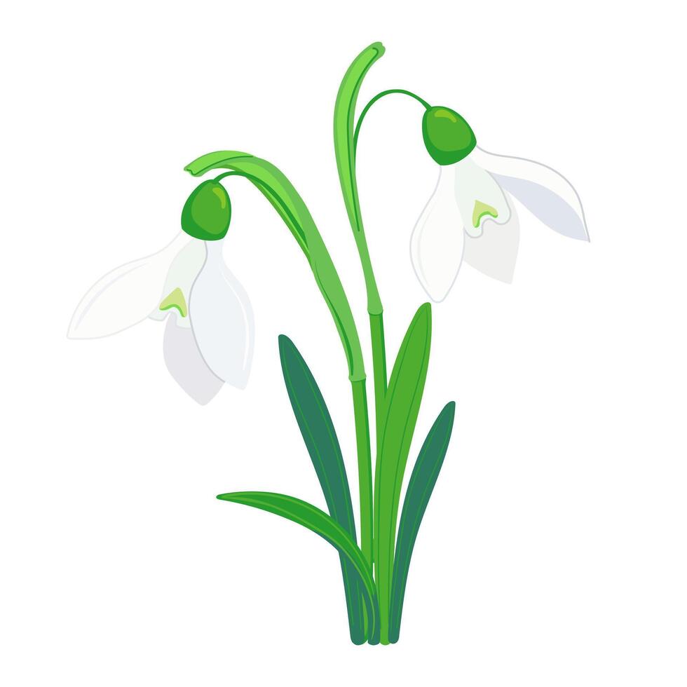 Spring flowers on a white background. The first snowdrops close-up. Flat vector galanthus illustration for greeting cards and Mother's Day invitations.