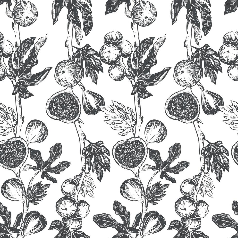 Figs seamless pattern. Vector hand drawn illustration on white background. Botanical fruit sketch texture. Graphic old print, engraving technique. Design for fabric, wrapping paper, wallpaper.