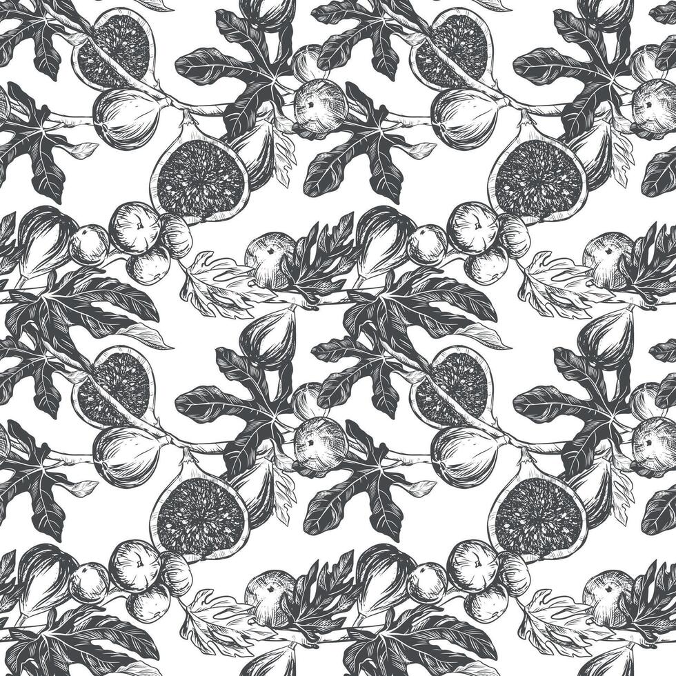 Figs seamless pattern. Vector hand drawn illustration on white background. Botanical fruit sketch texture. Graphic old print, engraving technique. Design for fabric, wrapping paper, wallpaper.