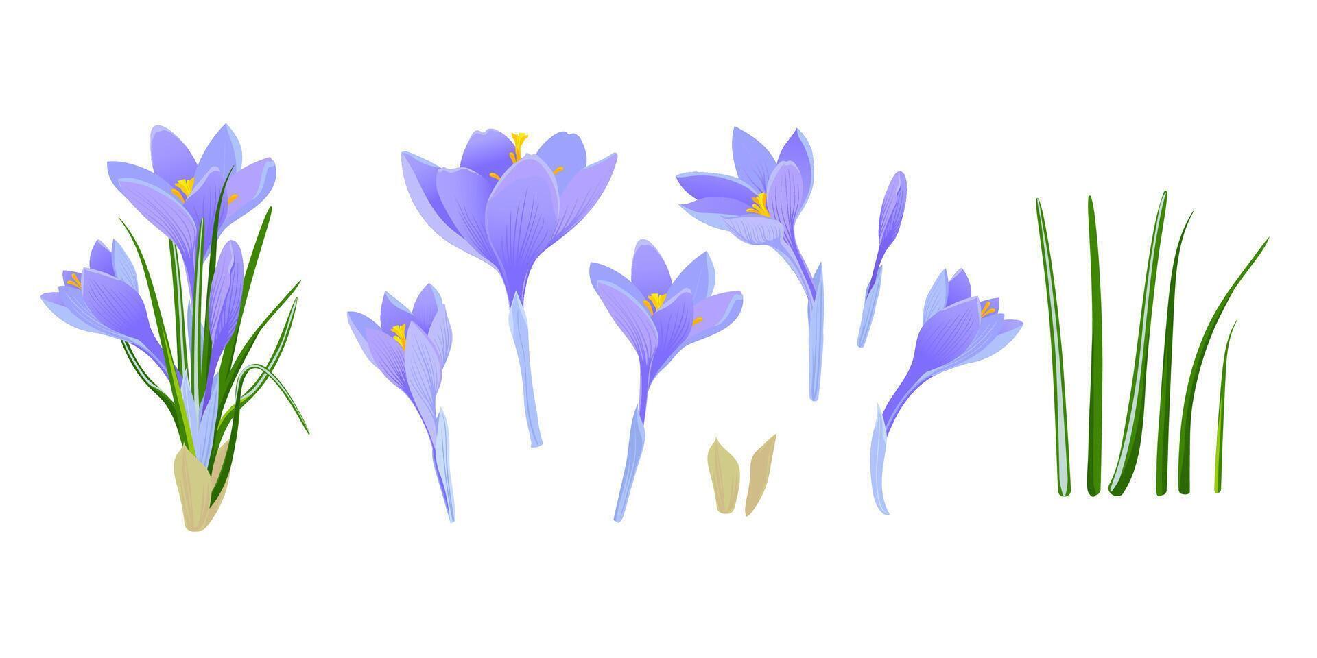 A set of lilac vector crocuses with flowers and leaves