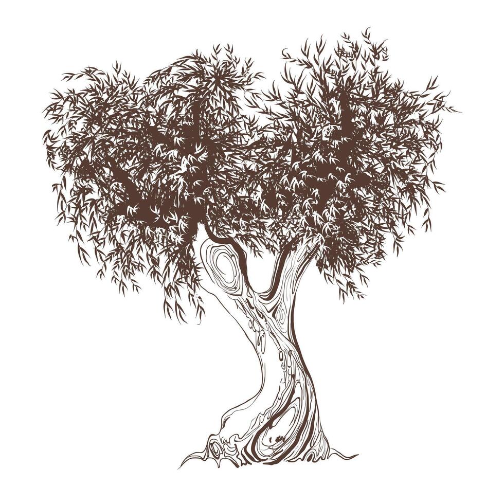 Black and white sketch of an olive tree. Vector graphics of an old tree isolated on a white background.